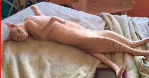 Paws & Claws Veterinary - 2