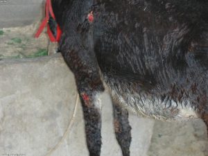 Paws & Claws Veterinary - 4